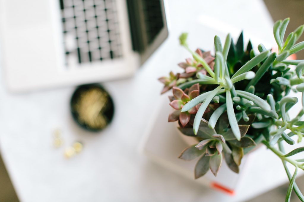 plant in focus on a desk top next to a laptop and coffee